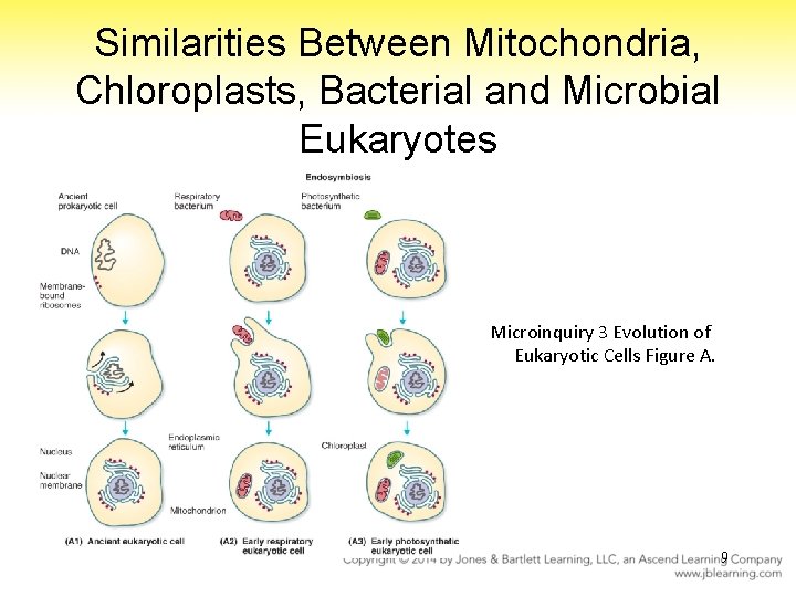 Similarities Between Mitochondria, Chloroplasts, Bacterial and Microbial Eukaryotes Microinquiry 3 Evolution of Eukaryotic Cells