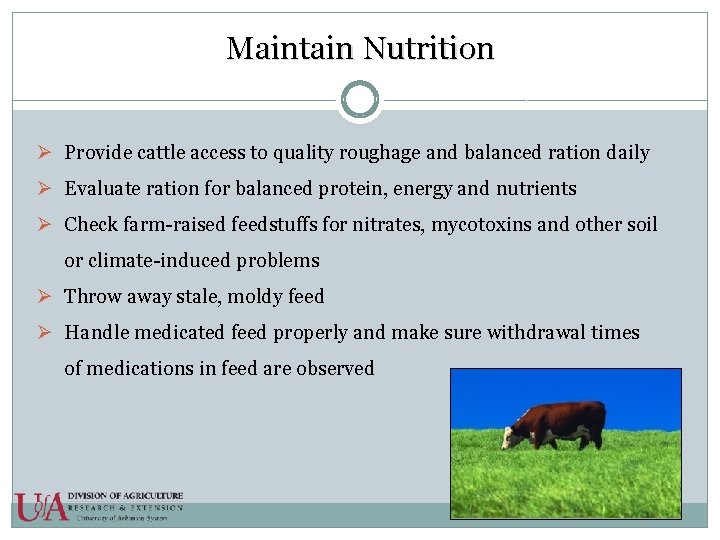 Maintain Nutrition Ø Provide cattle access to quality roughage and balanced ration daily Ø