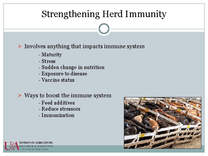 Strengthening Herd Immunity Ø Involves anything that impacts immune system - Maturity - Stress