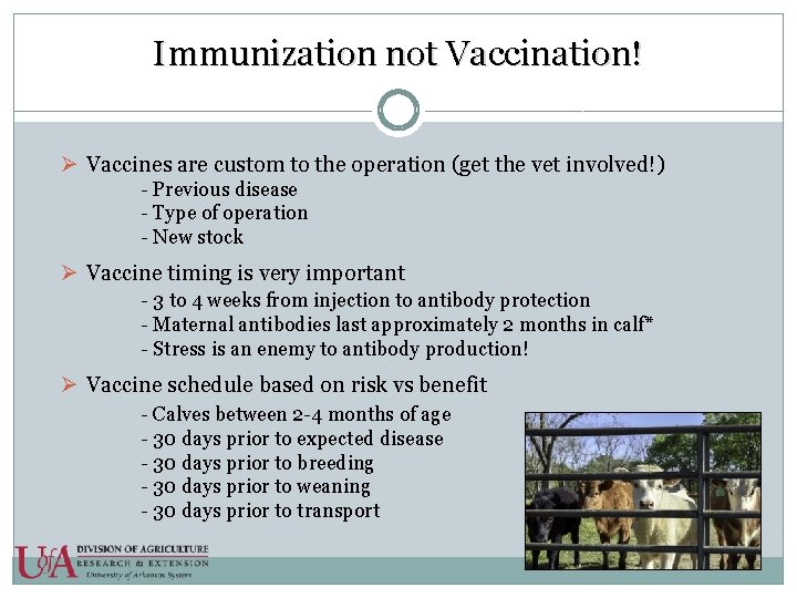 Immunization not Vaccination! Ø Vaccines are custom to the operation (get the vet involved!)