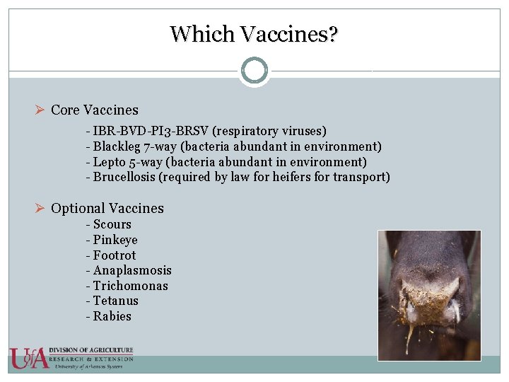 Which Vaccines? Ø Core Vaccines - IBR-BVD-PI 3 -BRSV (respiratory viruses) - Blackleg 7