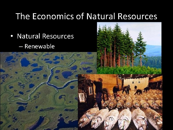 The Economics of Natural Resources • Natural Resources – Renewable 