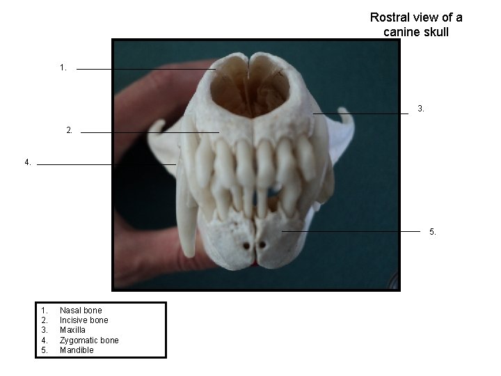 Rostral view of a canine skull 1. 3. 2. 4. 5. 1. 2. 3.