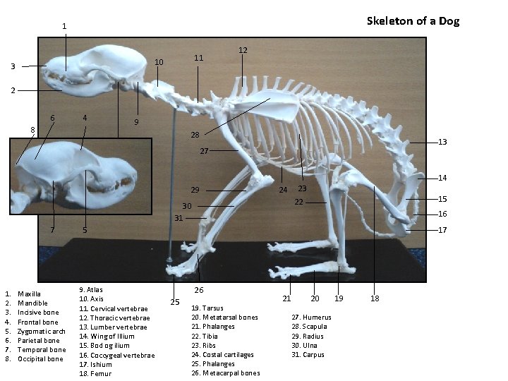 Skeleton of a Dog 1 11 10 3 12 2 6 4 8 9