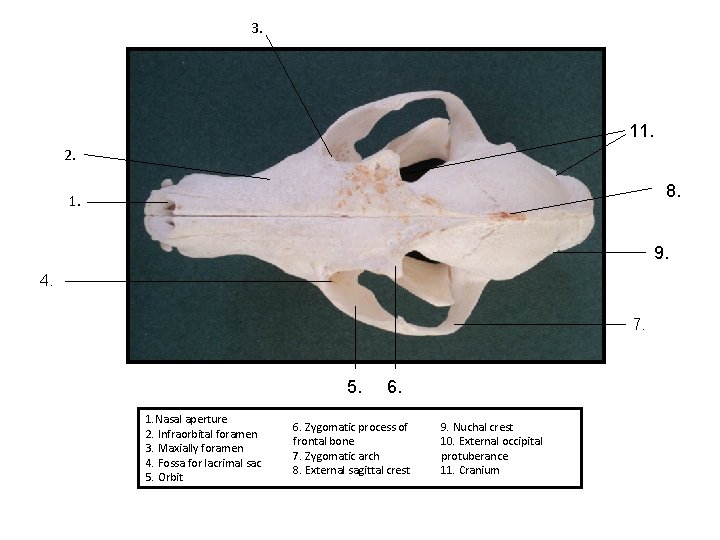 3. 11. 2. 8. 1. 9. 4. 7. 5. 1. Nasal aperture 2. Infraorbital