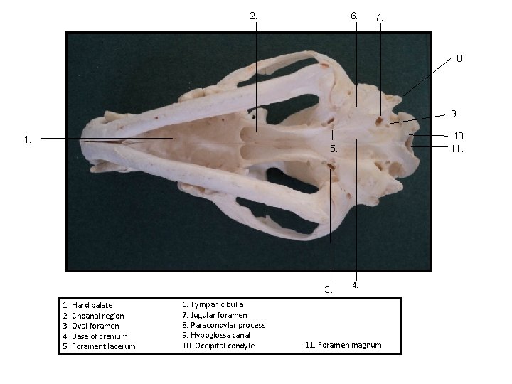 6. 2. 7. 8. 9. 1. 10. 11. 5. 3. 1. Hard palate 2.