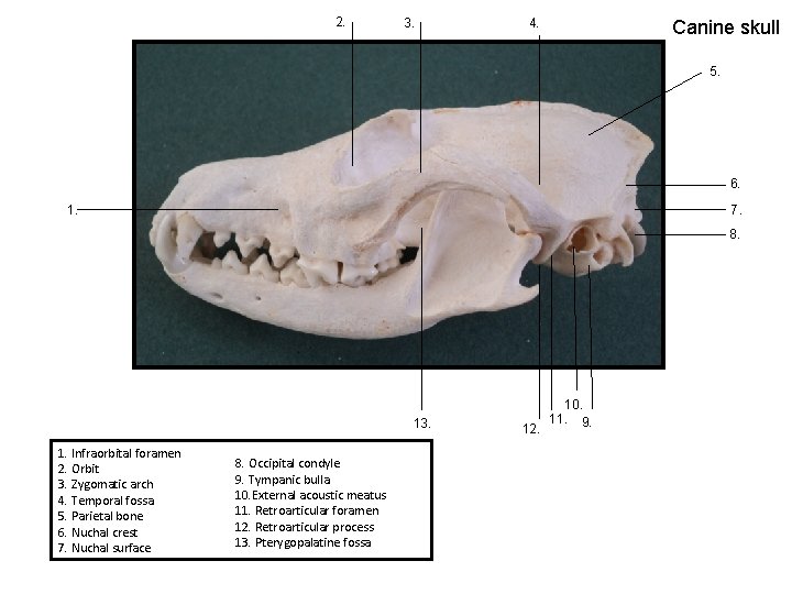 2. 3. 4. Canine skull 5. 6. 7. 1. 8. 13. 1. Infraorbital foramen