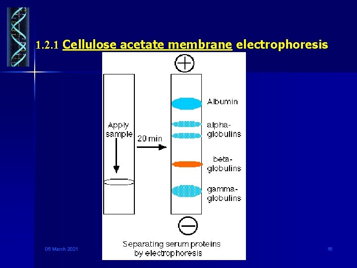 1. 2. 1 Cellulose acetate membrane electrophoresis 醋酸纤维素膜 05 March 2021 Genetic Engineering 16