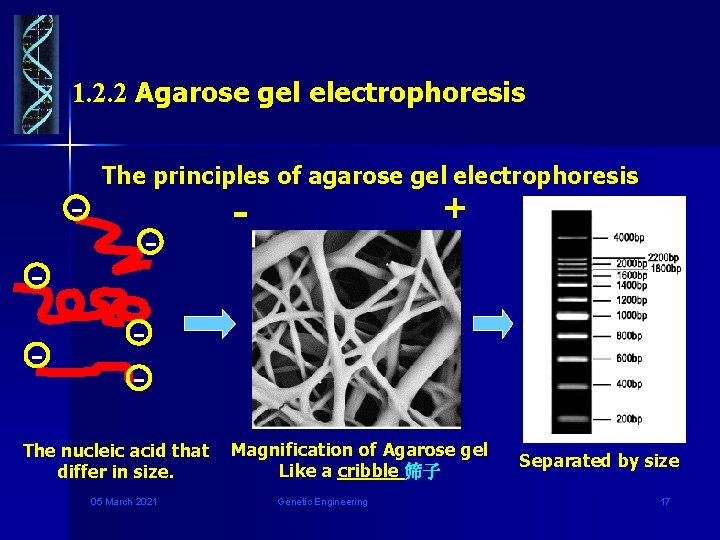 1. 2. 2 Agarose gel electrophoresis - The principles of agarose gel electrophoresis -