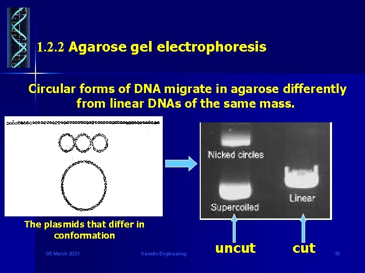 1. 2. 2 Agarose gel electrophoresis Circular forms of DNA migrate in agarose differently