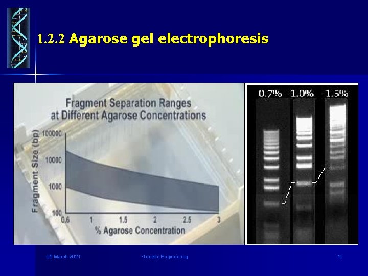 1. 2. 2 Agarose gel electrophoresis 05 March 2021 Genetic Engineering 19 