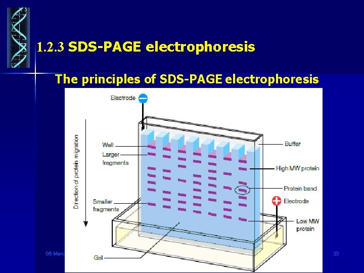 1. 2. 3 SDS-PAGE electrophoresis The principles of SDS-PAGE electrophoresis 05 March 2021 Genetic