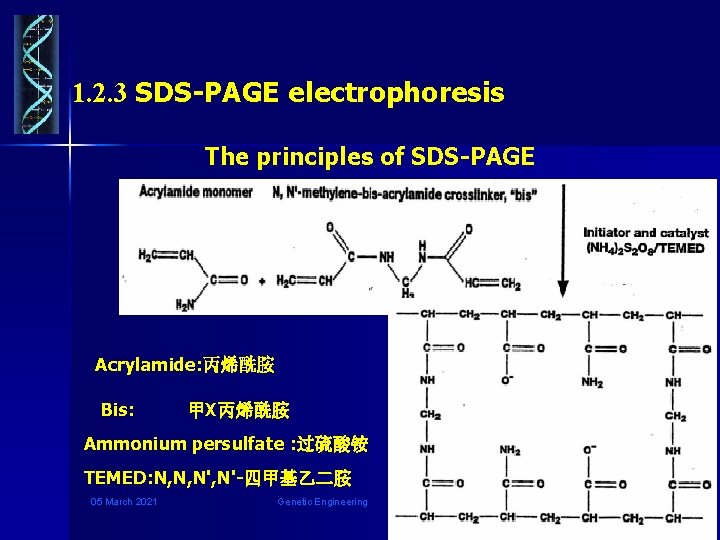 1. 2. 3 SDS-PAGE electrophoresis The principles of SDS-PAGE Acrylamide: 丙烯酰胺 Bis: 甲X丙烯酰胺 Ammonium