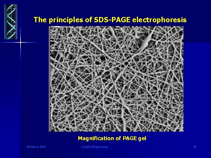  The principles of SDS-PAGE electrophoresis Magnification of PAGE gel 05 March 2021 Genetic