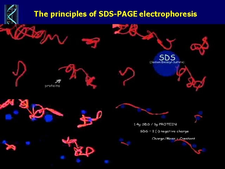  The principles of SDS-PAGE electrophoresis 05 March 2021 Genetic Engineering 26 