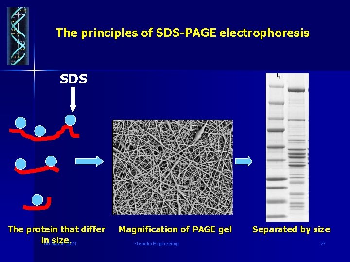  The principles of SDS-PAGE electrophoresis SDS The protein that differ in size. 05