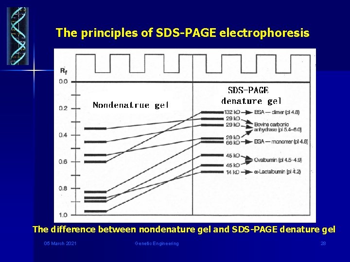  The principles of SDS-PAGE electrophoresis The difference between nondenature gel and SDS-PAGE denature