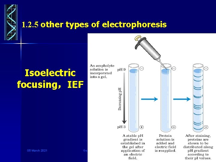 1. 2. 5 other types of electrophoresis Isoelectric focusing，IEF 05 March 2021 Genetic Engineering