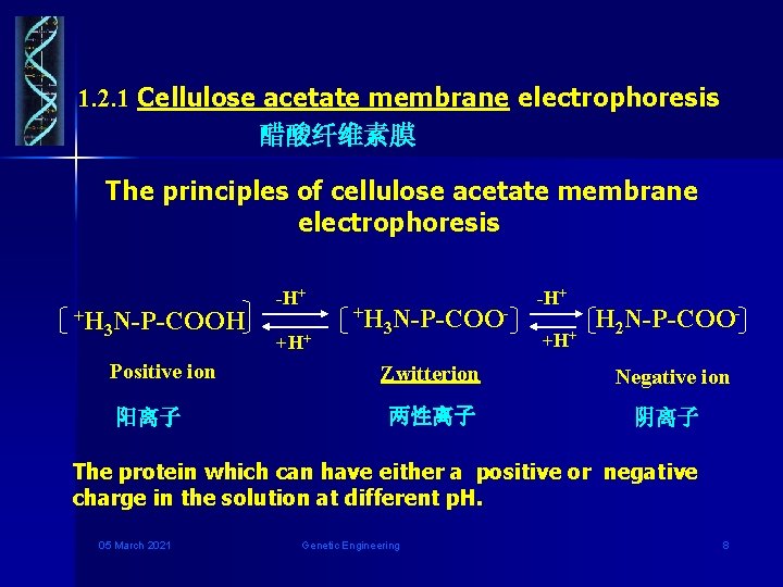 1. 2. 1 Cellulose acetate membrane electrophoresis 醋酸纤维素膜 The principles of cellulose acetate membrane
