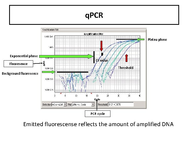 q. PCR Platau phase Exponential phase Fluoresence Ct value Threshold Background fluoresence PCR cycle