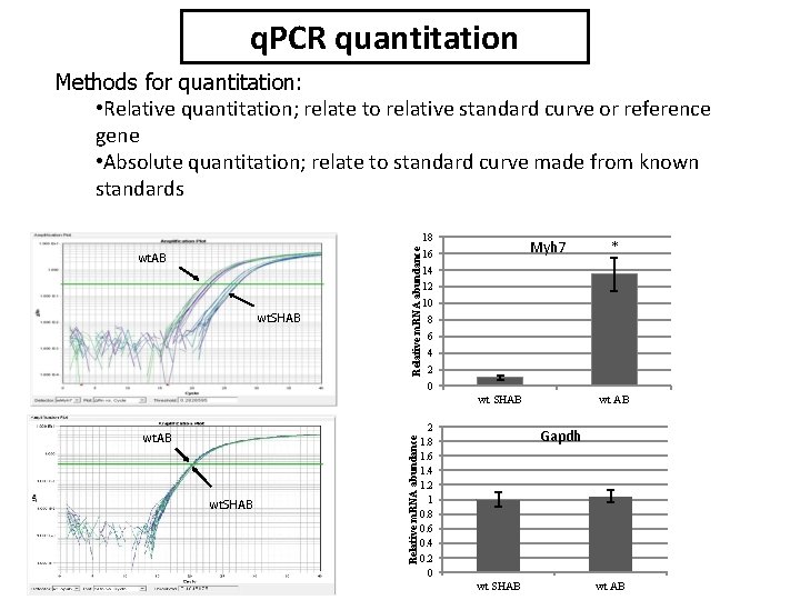 q. PCR quantitation wt. AB wt. SHAB Relative m. RNA abundance Methods for quantitation: