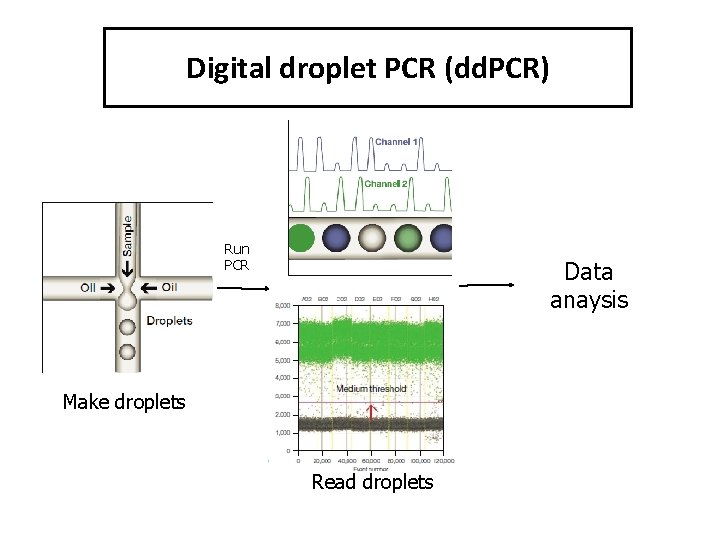 Digital droplet PCR (dd. PCR) Run PCR Data anaysis Make droplets Read droplets 
