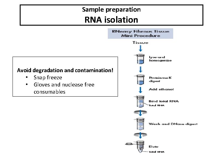 Sample preparation RNA isolation Avoid degradation and contamination! • Snap freeze • Gloves and