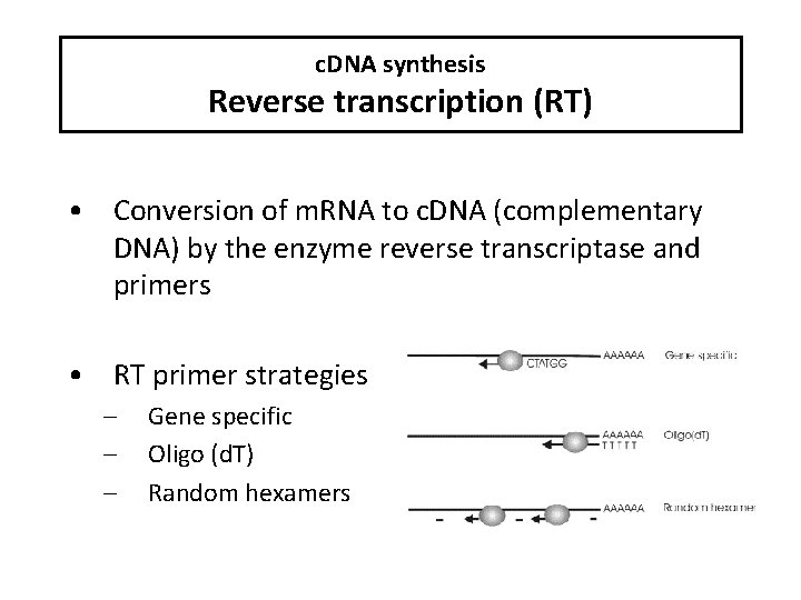 c. DNA synthesis Reverse transcription (RT) • Conversion of m. RNA to c. DNA
