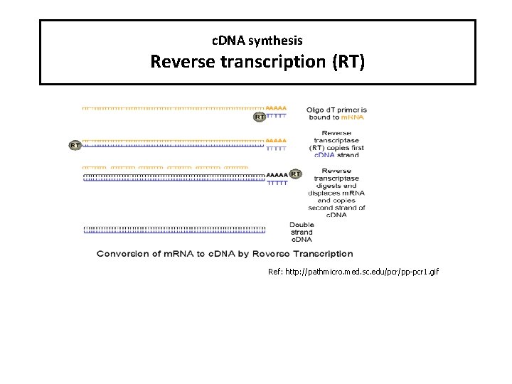 c. DNA synthesis Reverse transcription (RT) Ref: http: //pathmicro. med. sc. edu/pcr/pp-pcr 1. gif