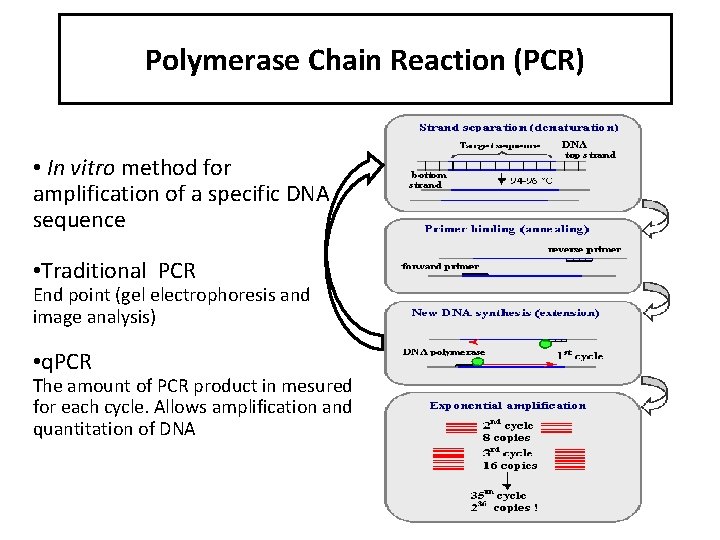 Polymerase Chain Reaction (PCR) • In vitro method for amplification of a specific DNA