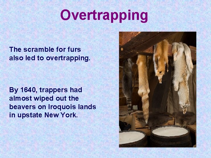 Overtrapping The scramble for furs also led to overtrapping. By 1640, trappers had almost