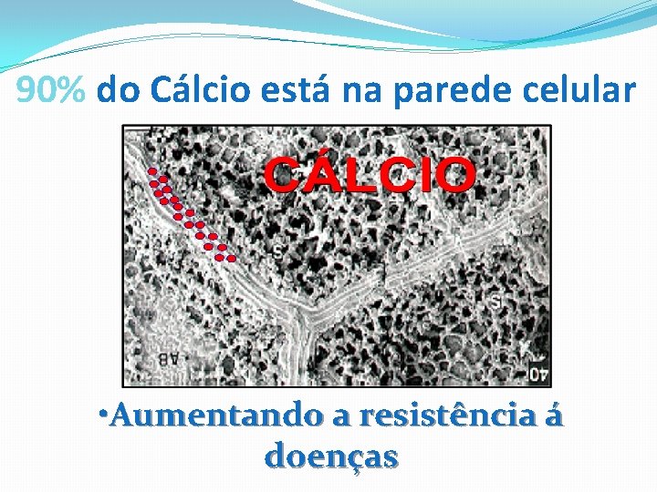 90% do Cálcio está na parede celular • Aumentando a resistência á doenças 