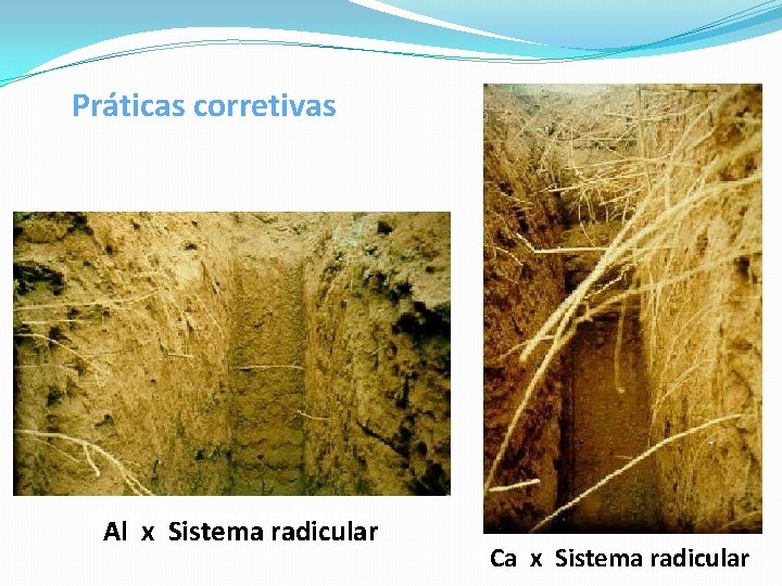 Práticas corretivas Al. Alxx. Sistemaradicular Ca Caxx. Sistemaradicular 