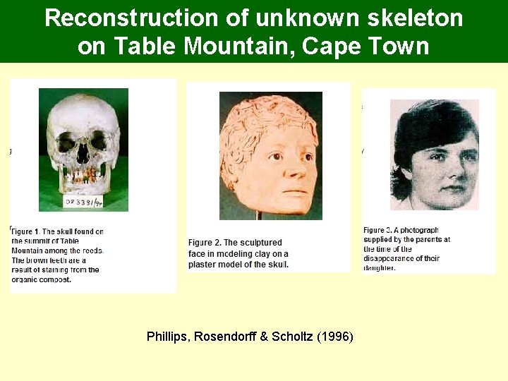 Reconstruction of unknown skeleton on Table Mountain, Cape Town Phillips, Rosendorff & Scholtz (1996) Reconstruction of unknown skeleton on Table Mountain, Cape Town Phillips, Rosendorff & Scholtz (1996)