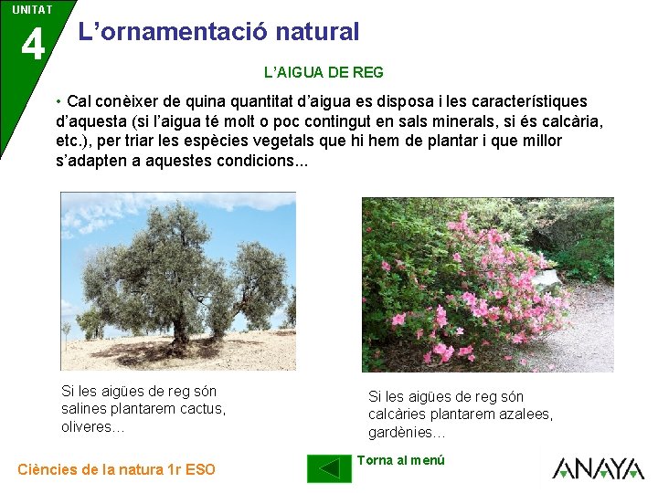 UNITAT UNIDAD 4 3 L’ornamentació natural L’AIGUA DE REG • Cal conèixer de quina