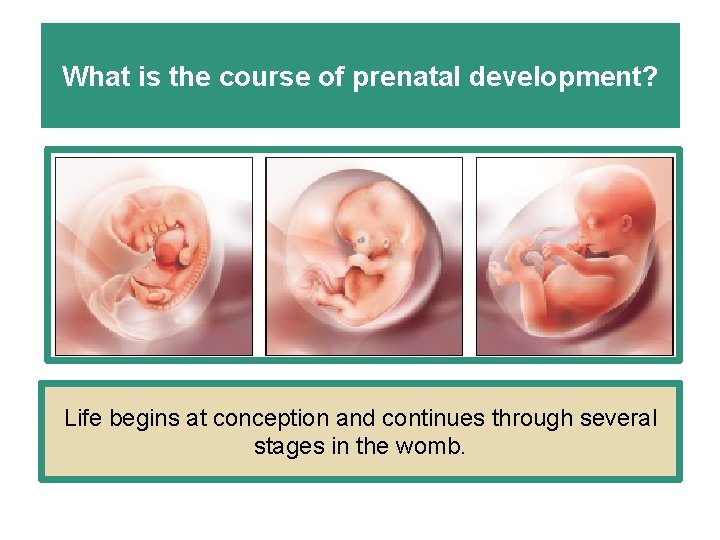 What is the course of prenatal development? Life begins at conception and continues through