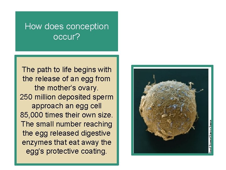 How does conception occur? The path to life begins with the release of an