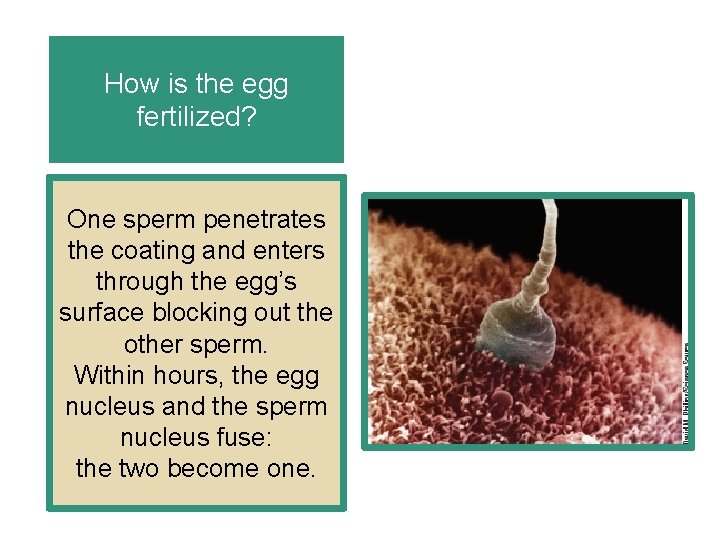 How is the egg fertilized? One sperm penetrates the coating and enters through the