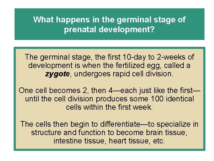 What happens in the germinal stage of prenatal development? The germinal stage, the first