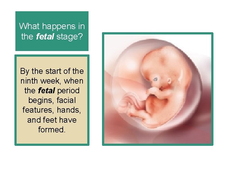 What happens in the fetal stage? By the start of the ninth week, when