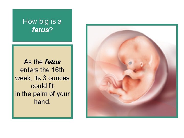 How big is a fetus? As the fetus enters the 16 th week, its