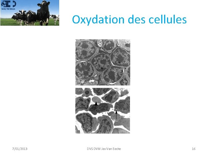 Oxydation des cellules 7/01/2013 DVS DVM Jos Van Eecke 16 