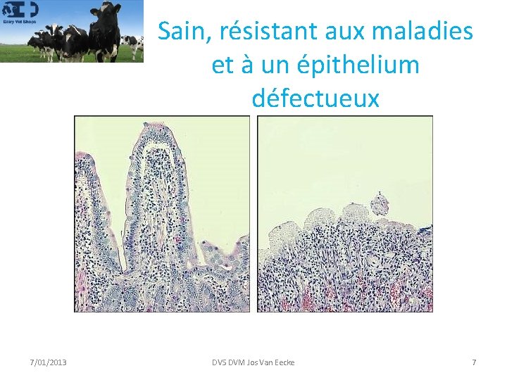 Sain, résistant aux maladies et à un épithelium défectueux 7/01/2013 DVS DVM Jos Van