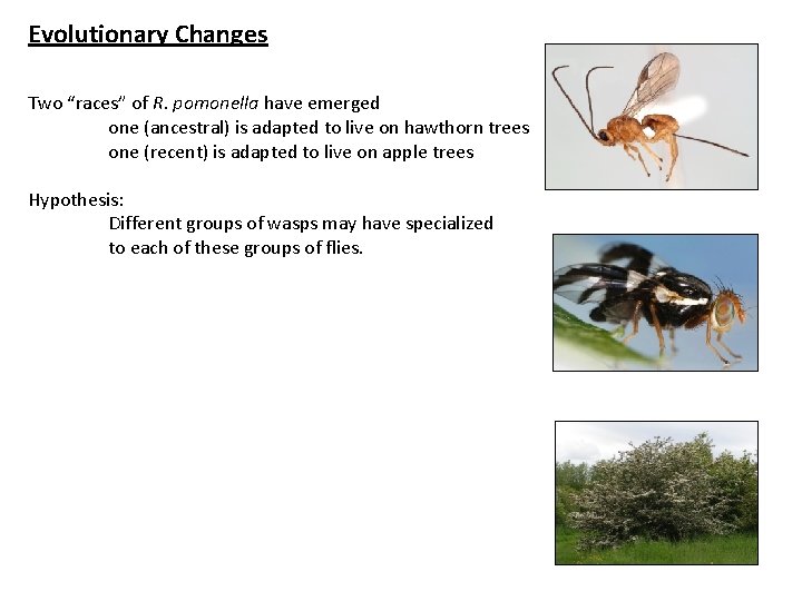 Evolutionary Changes Two “races” of R. pomonella have emerged one (ancestral) is adapted to