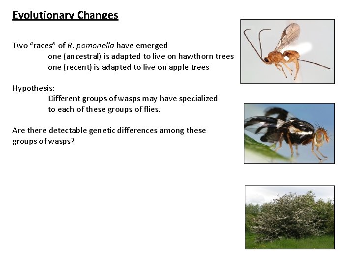 Evolutionary Changes Two “races” of R. pomonella have emerged one (ancestral) is adapted to