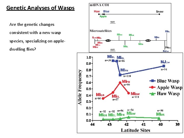 Genetic Analyses of Wasps Are the genetic changes consistent with a new wasp species,