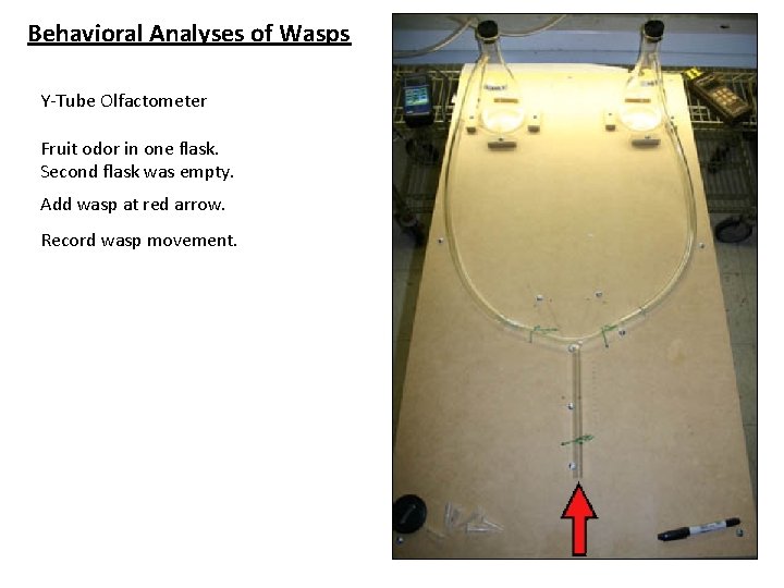 Behavioral Analyses of Wasps Y-Tube Olfactometer Fruit odor in one flask. Second flask was