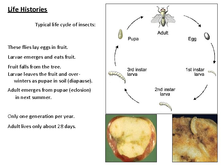 Life Histories Typical life cycle of insects: These flies lay eggs in fruit. Larvae