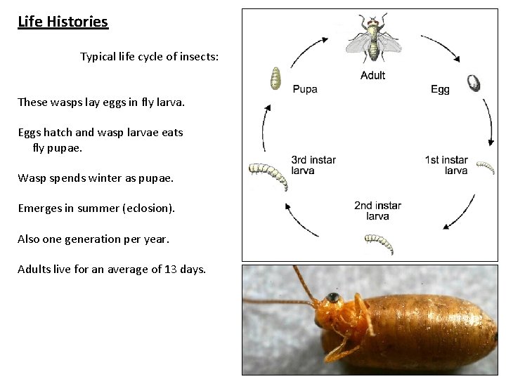 Life Histories Typical life cycle of insects: These wasps lay eggs in fly larva.