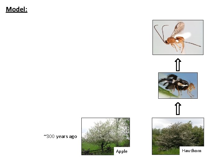 Model: ~300 years ago Apple Hawthorn 